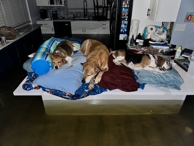 Three dogs are sleeping on pillows and blankets on top of a kitchen island that is surrounded by floodwater.